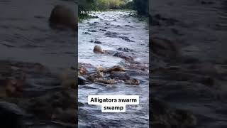 Alligators swarm swamp in Georgia state park [upl. by Clance880]