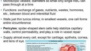 Chapter 18 Blood Vessels [upl. by Andreas868]