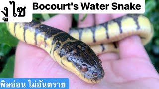 งูไซ Bocourts Water Snake [upl. by Sumner211]