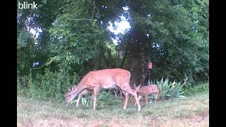 Jessabelle the deer gave birth to her baby today [upl. by Macknair927]