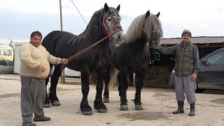 Caii lui Ionut de la Sacadat Bihor  Cu Nea Costel si Stelica in vizita  2024 Nou [upl. by Alyal]