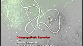 Chemosynthetic Gliding Bacterium [upl. by Gudrin]