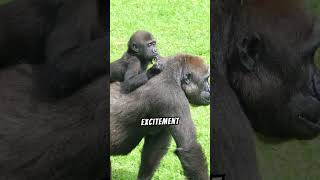 Why do gorillas beat their chests [upl. by Bernadine]