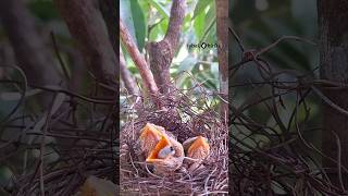 Bird in the nest moment [upl. by Anaig]