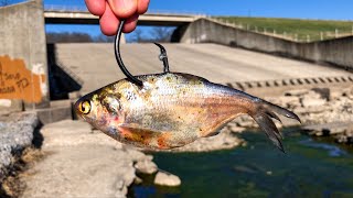 The COOLEST Spillway Fish Ive EVER Caught [upl. by Katherina]