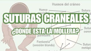 SUTURAS CRANEALES  ¿QUE ES LA MOLLERA [upl. by Eiggam]