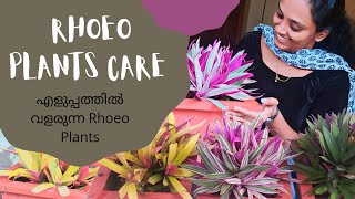 Rhoeo Plant Care Malayalam 2021 Tradescantia spathaceaoyster plant a waves stories [upl. by Haliehs]