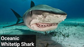 Meet Dangerous Shark quotOceanic Whitetip Shark quotHigly dangerous Shark in World انتہائی خطرناک شارک [upl. by Norean]