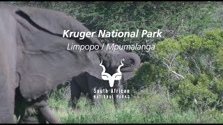 Kruger National Park one of the most famous parks on the planet [upl. by Ainevul68]