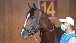 Standing A Stallion Authentic at Spendthrift Farm [upl. by Hasile]