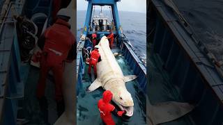 Giant Sea Monster Caught by Fishermen [upl. by Pollack]