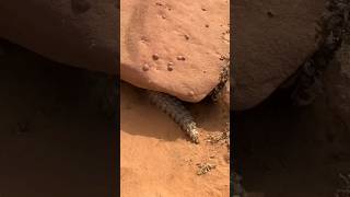 Uromastyx aegyptia The Egyptian SpinyTailed Lizard [upl. by Ztirf]