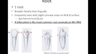 9 Mandibular Premolars  NBDE Part 1 Boards Study [upl. by Dimo603]