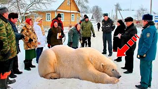 Белый медведь зашёл в деревню и молил о помощи Люди не понимали что им делать [upl. by Laira]