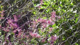 Rubythroated hummingbird feeding from Agastache Heat Wave2 [upl. by Ecnahoy]