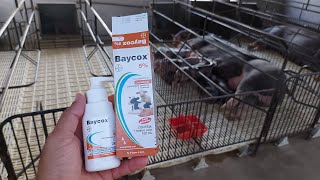 BAYCOX PARA PREVENIR E TRATAR COCCIDIOSE EM LEITÕES  CIEL SUÍNOS [upl. by Juieta457]