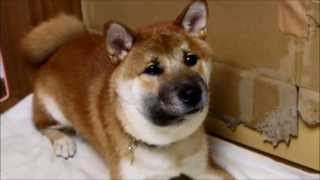 柴犬クーニー72 蛇に咬まれる Shiba Inu Cooney was bitten by a snake [upl. by Harleigh]