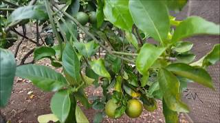 Como fazer inseticida natural para combater fumagina em citrus [upl. by Lotsyrk]