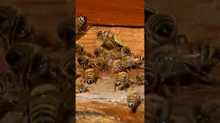 Pollen Jocks on the landing board beekeeping bees honey beekeeping beekeeper [upl. by Ernestus408]