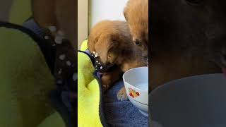 It made me laugh so hard The puppy drank milk and drank milk all over his head ❤❤😂🤣😘😃😄😘🐕🐕🐕 [upl. by Analat]