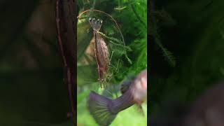 Amano Shrimp Meal Time Full of Eggs [upl. by Wystand]