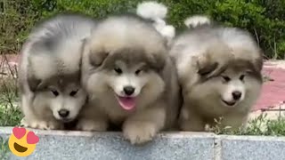 Baby Alaskan Malamute Puppies Running😍Funny And Cute Puppies Compilation [upl. by Gora]