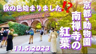 【南禅寺の紅葉2023•動物園•京都】外国人観光客も人気スポット‼️NANZENJI TEMPLE is More beautiful from MidNovember [upl. by Akenor]