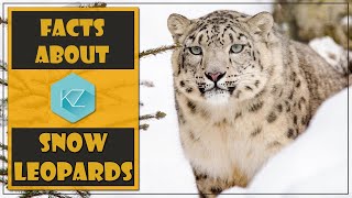 Fun Facts about Snow Leopards  Kids Education with KZ Learning [upl. by Hieronymus]