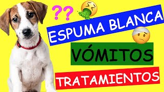 Mi Perro VOMITA ESPUMA BLANCA y NO QUIERE COMER [upl. by Eimmelc839]