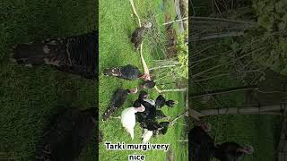 Tarki murgi very nice boylar chicken [upl. by Arty]