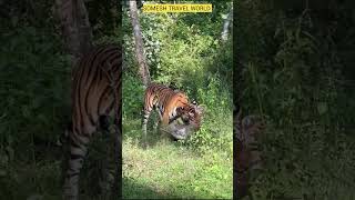 Kabini Nagarhole Tiger Sightings  Deer Catch  kabini kabinisafari nagarholenationalpark [upl. by Alameda751]