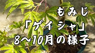 もみじ 「ゲイシャ」 8月～10月の様子 [upl. by Strader]