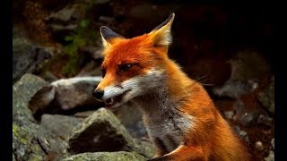 The Secret Life of Fox  Wildlife Wars Nat Geo [upl. by Mortimer]