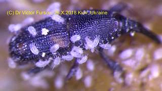 Dangerous Flour Mite Acarus siro Under Microscope ENGLISH [upl. by End]