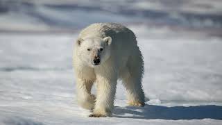 Polar bear encounters in SvalbardIsbjørn på Svalbard [upl. by Janerich597]