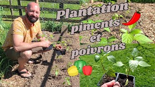 Plantation piments et poivrons [upl. by Sellig]