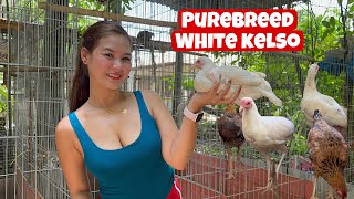 Update Breeding sa Purebreed White Kelso Padami na sila ng padami 😃 [upl. by Tolland]