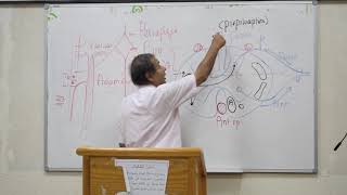 Anatomy  Vasculature of the CNS  PWagih  Part 5 [upl. by Gresham]