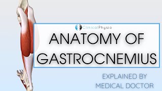 Gastrocnemius Anatomy  Doctor Explains Anatomy of Gastrocnemius Muscle [upl. by Amapuna]