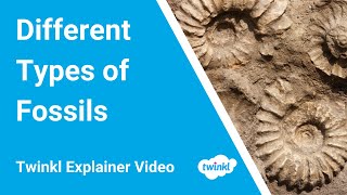 What Are Fossils How Are Fossils Formed [upl. by Connors]