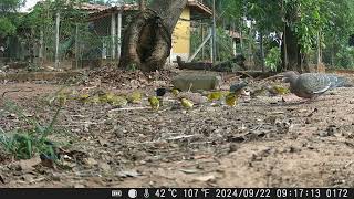 MUITOS PASSAROS NO COMEDOURO passaros passarinho birds passarosnanatureza aves faunabrasileira [upl. by Assyral161]