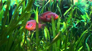 Hemichromis sp Muanda Hemichromis lifalili guarding fry [upl. by Fabrienne]