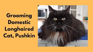 Grooming A Domestic Longhaired Cat [upl. by Annyl]