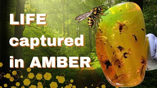 Swarm of Wasps Frozen in Time A Rare Amber Discovery [upl. by Enneiluj]