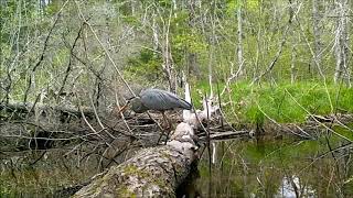 The Log  a look at wetland wildlife [upl. by Eigger]