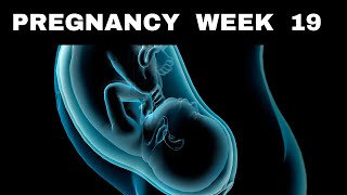 Pregnancy Week 19  What’s Happening Inside You [upl. by Ecire]