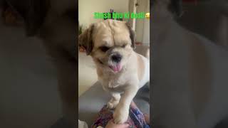 Shash bhu ki dosti😢😂dog comedy funny dogcomedy dogvideos jokes 👍subscribe 🙏🙏 [upl. by Strep649]