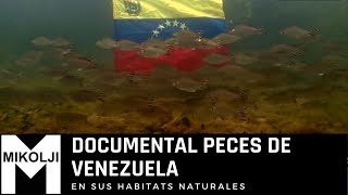 DOCUMENTAL PECES DE VENEZUELA [upl. by Lemrej]