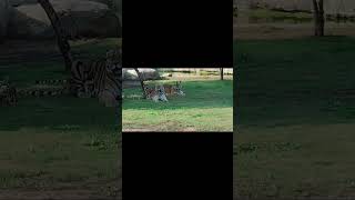 Tiger at Dubai Safari Park trending viral shortsvideo funnyshorts shorts funny ytshorts [upl. by Ariat]