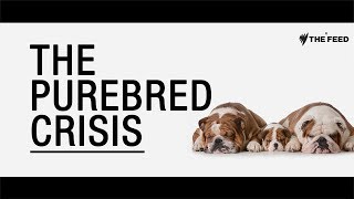 The Purebred Crisis How dogs are being deformed in the name of fashion [upl. by Juley679]